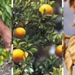 How To Prune Calamansi To Improve Its Productivity