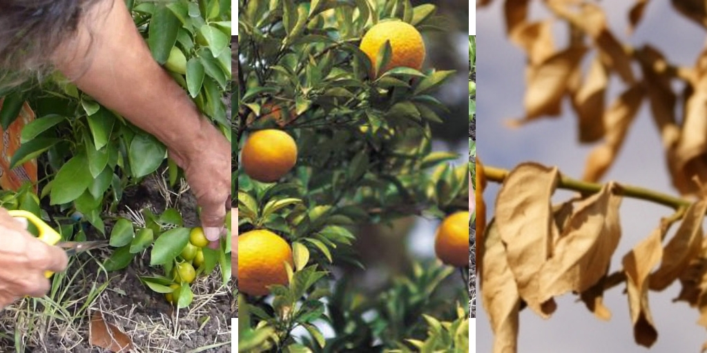 How To Prune Calamansi To Improve Its Productivity