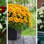 How to Grow Mums in containers -Effective tips