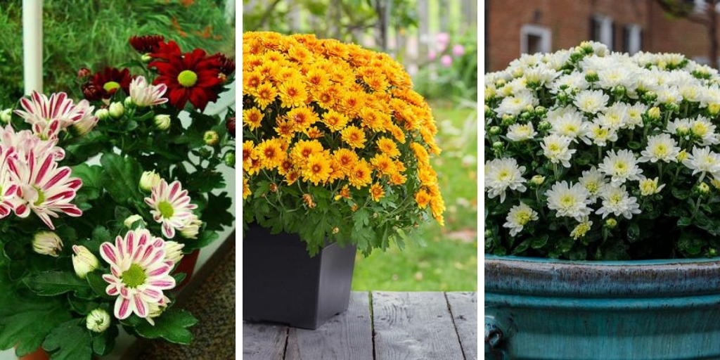 How to Grow Mums in containers -Effective tips