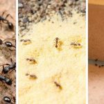 How to get rid of ants from your house and garden-30 effective tips
