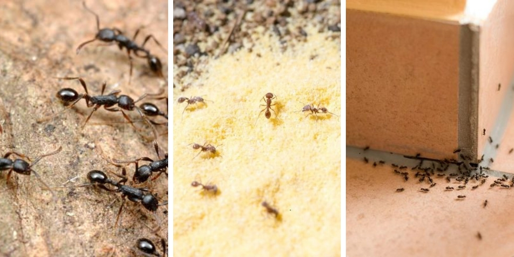 How to get rid of ants from your house and garden-30 effective tips