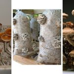 How to grow mushrooms indoors