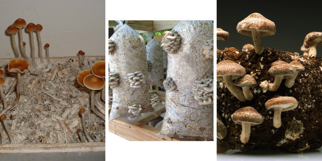 How to grow mushrooms indoors