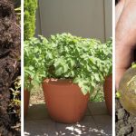 How to grow potatoes in containers in 10 steps