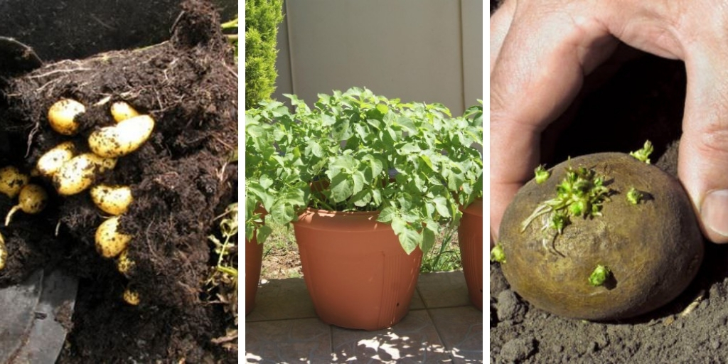 How to grow potatoes in containers in 10 steps