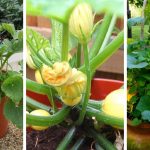 How to grow pumpkins in containers: A step-by-step guide