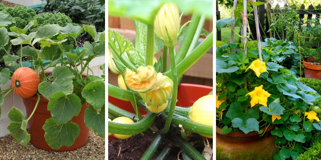 How to grow pumpkins in containers: A step-by-step guide