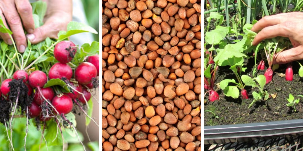 How to grow radishes in 6 steps