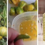 The Best Guide To Grow Calamansi In Cold Weather