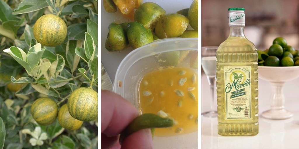 The Best Guide To Grow Calamansi In Cold Weather