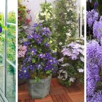 The best 20 Beautiful climbing plants for containers