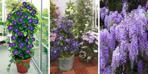 The best 20 Beautiful climbing plants for containers