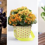 The most beautiful 15 desk plants to decorate your office