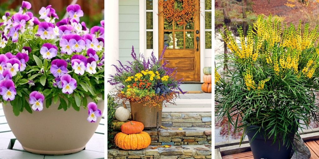 The most beautiful fall flowers for container gardens