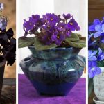 25 Wonderful Uncommon Houseplants you don't know