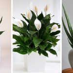 6 Of The Most Decorative Low Care Houseplants