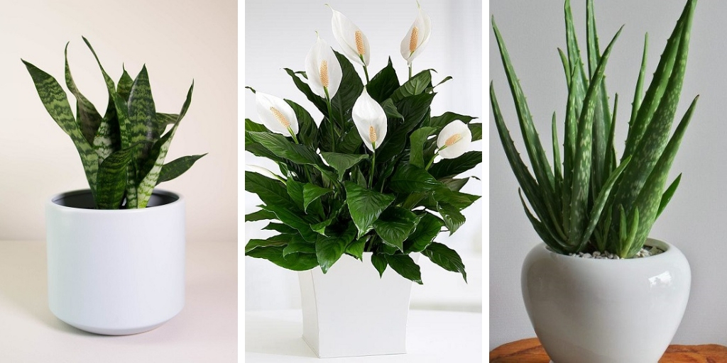 6 Of The Most Decorative Low Care Houseplants