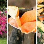 8 Fabulous Uses of Citrus Peel In Gardens