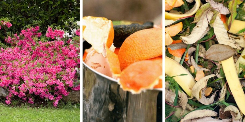 8 Fabulous Uses of Citrus Peel In Gardens