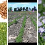 Growing Flax: How To Grow Flax Indoors and Outdoors