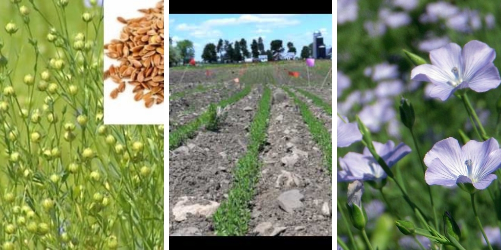 Growing Flax: How To Grow Flax Indoors and Outdoors