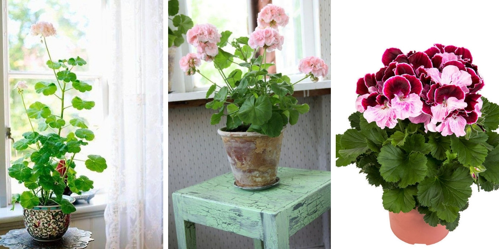 Growing Geranium Indoors: How To Grow Geranium as a Houseplant