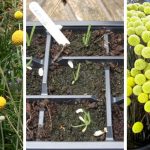 How to Grow Craspedia: The Best Guide For Growing Billy Buttons