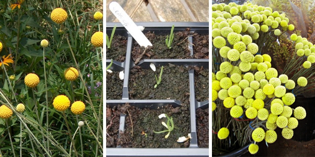 How to Grow Craspedia: The Best Guide For Growing Billy Buttons