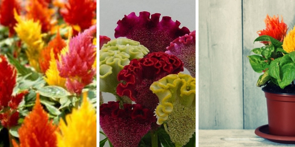 How to grow Celosia: The best steps for growing Celosia