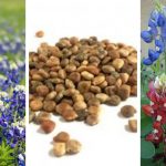 The Best Tips For Growing Bluebonnets successfully