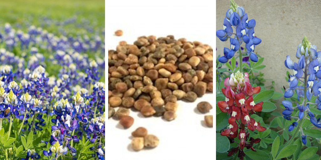 The Best Tips For Growing Bluebonnets successfully