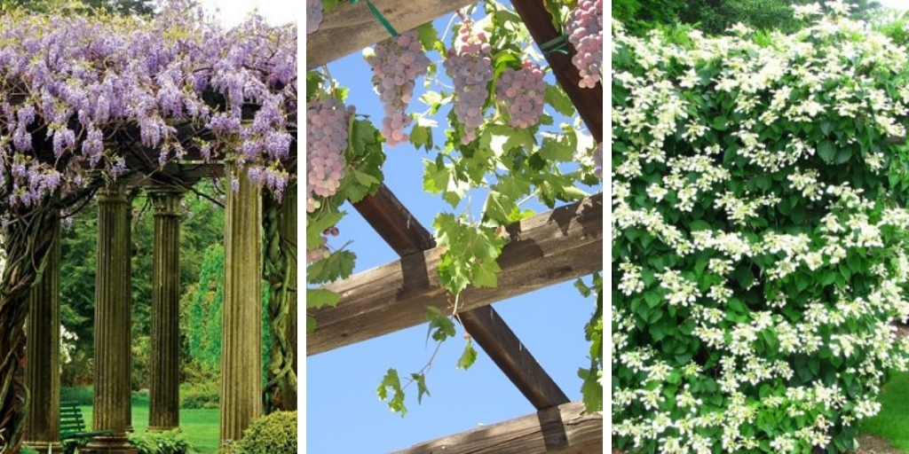 Top 19 Plants for Pergolas: The best climbing Pergola Plants