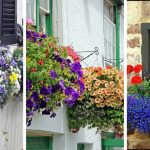 10 Of The Most Beautiful Flowers for Balcony Garden