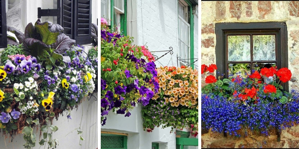 10 Of The Most Beautiful Flowers for Balcony Garden