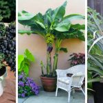 14 Healthy And Ornamental Fruits To Grow In Containers