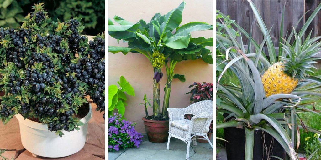 14 Healthy And Ornamental Fruits To Grow In Containers