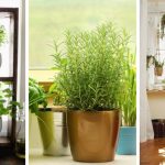 16 Fabulous DIY Indoor Window Gardens That Will Inspire You
