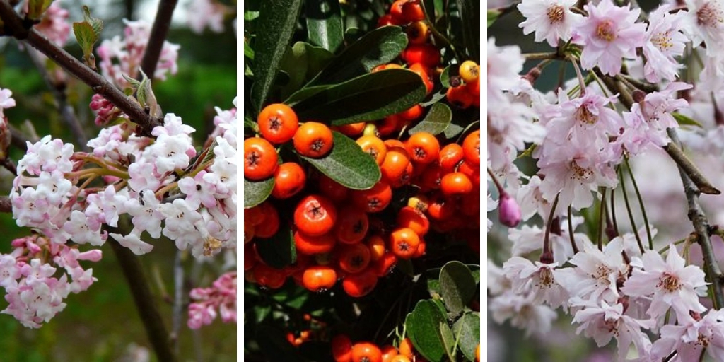 18 Winter Flowering Shrubs You Should Have In Your Garden