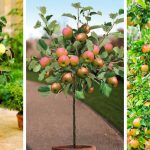 How To Grow Apple In Pots-A Step By Step Guide