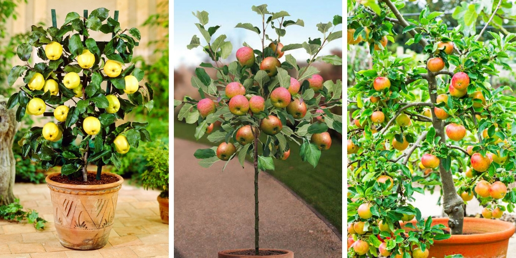 How To Grow Apple In Pots-A Step By Step Guide