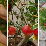 The Best Guide To Grow Pomegranate Tree In Containers