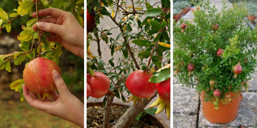 The Best Guide To Grow Pomegranate Tree In Containers