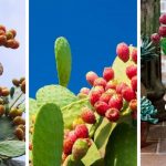 How To Grow Barbary Fig In Containers: The Most Successful Guide