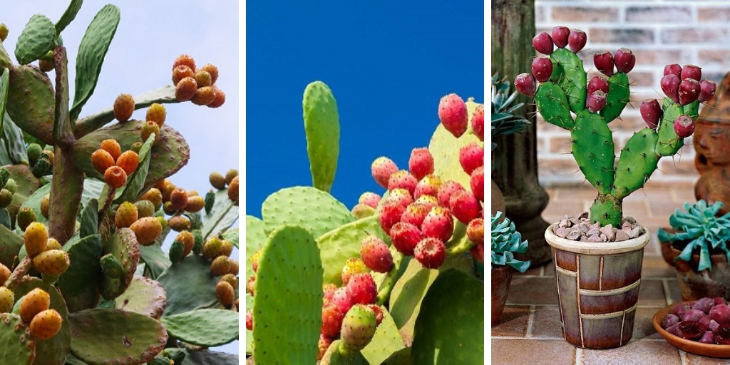 How To Grow Barbary Fig In Containers: The Most Successful Guide