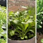 the best tips on how to grow Arugula in containers