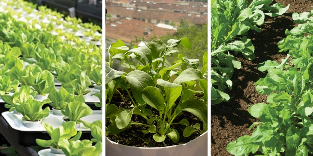 the best tips on how to grow Arugula in containers