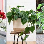 15 Indoor Air Purifying Plants According to NASA Study