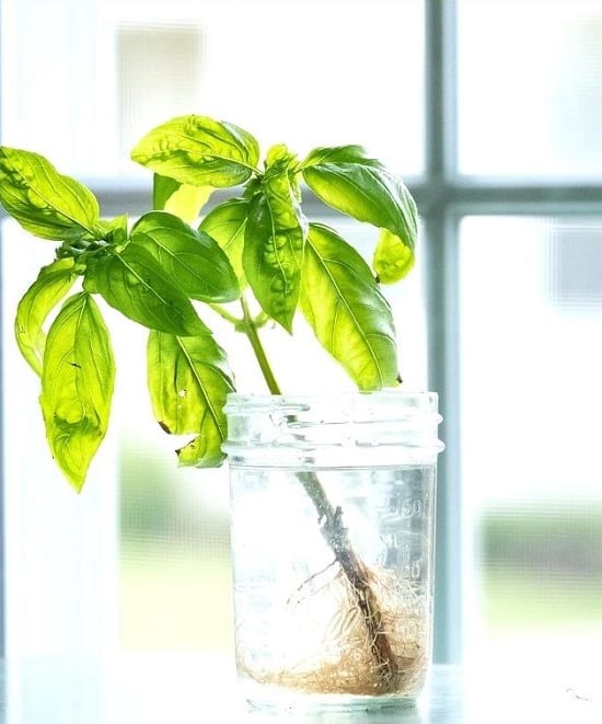 How To Grow Basil In Water?