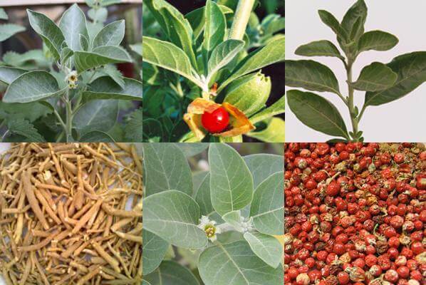 How to Grow Ashwagandha ?